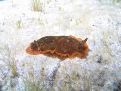 Dendrodoris limbata in the mediterranean sea - Canon Powe... by Ferdinando Meli 